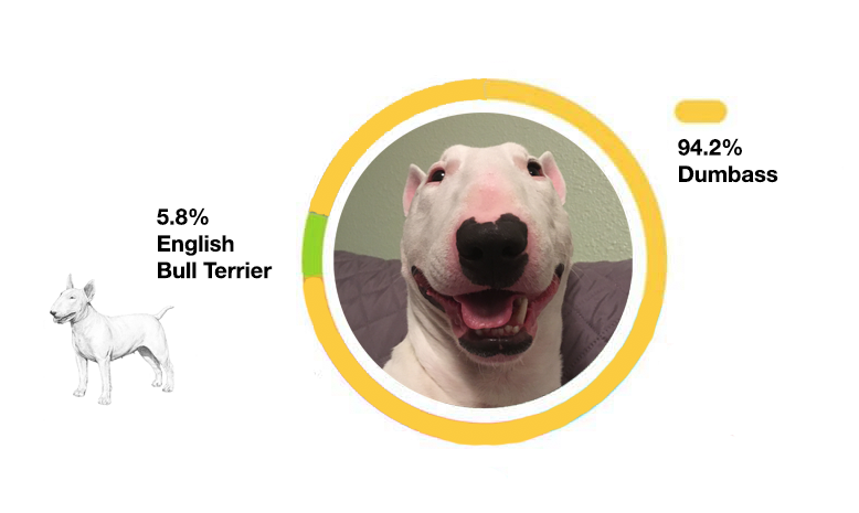 PupperNelson's tweet photo. Dog DNA test: https://t.co/XLLP0OriUQ