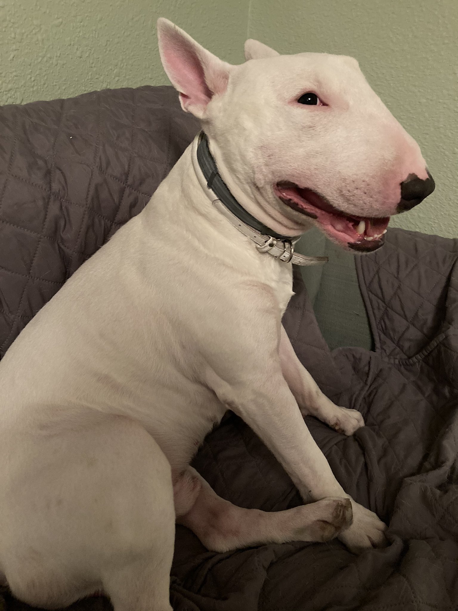 Twitter 上的 Nelson 100 Good Boy T Co Bg2d0uhb Twitter