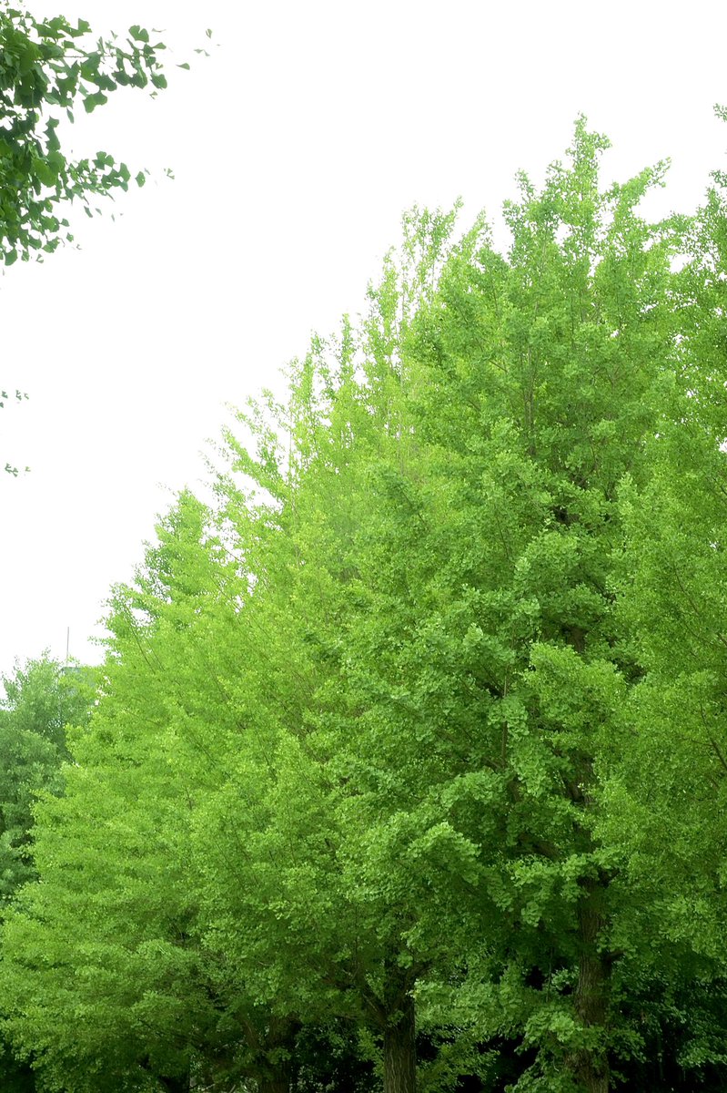 初夏の風景 初夏の風景