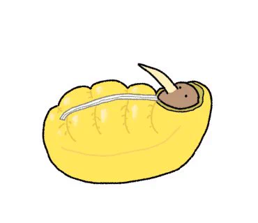 寝袋から出れなくなったキーウィ 