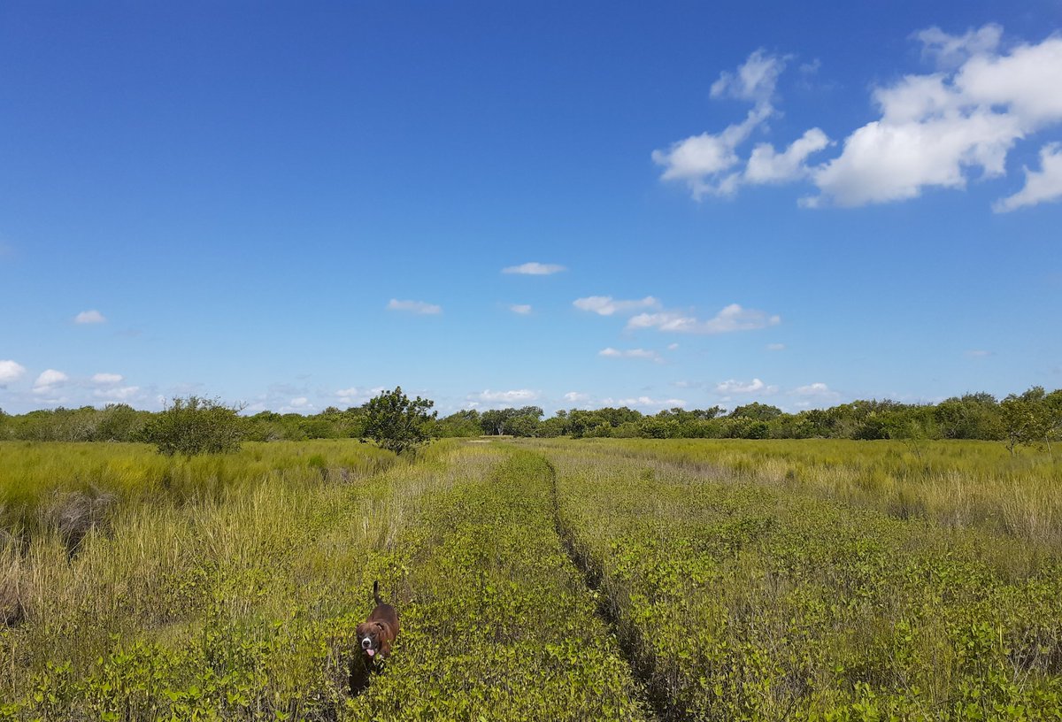 GBRTrust's tweet photo. What a beautiful day at GBRT's Hog and Schwing Bayou Preserve. We had a great time driving through our property, with our unexpected guest (Russ).
•
•
•
•
Stay tuned for drone photos, courtesy of Adam's Enviromental Inc.
 •
#bayou#conservation#landtrust#texas https://t.co/l75Y5eSLP1