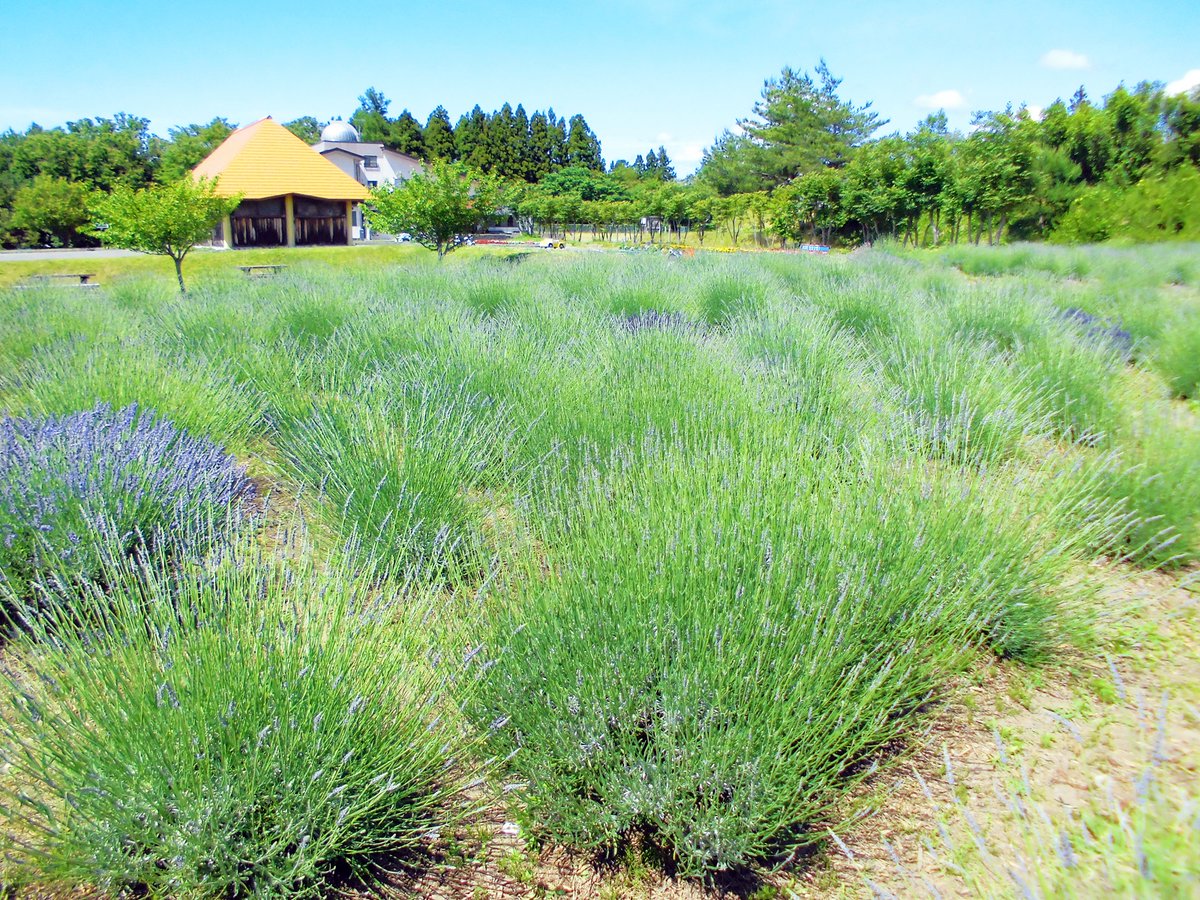 山形県庄内町 立川総合支所です 風車村のラベンダーのつぼみがふっくらと膨らんできました 6月27日以降の ラベンダー摘み取り体験 等の頃にはきれいな薄紫の花を咲かせてくれることでしょう 5月24日に畑に定植させたラベンダーもすくすくと順調に成長 山形県庄内町 立川総合支所です 風車村のラベンダーのつぼみがふっくらと膨らんできました 6月27日以降の ラベンダー摘み取り体験 等の頃にはきれいな薄紫の花を咲かせてくれることでしょう 5月24日に畑に定植させたラベンダーもすくすくと順調に成長