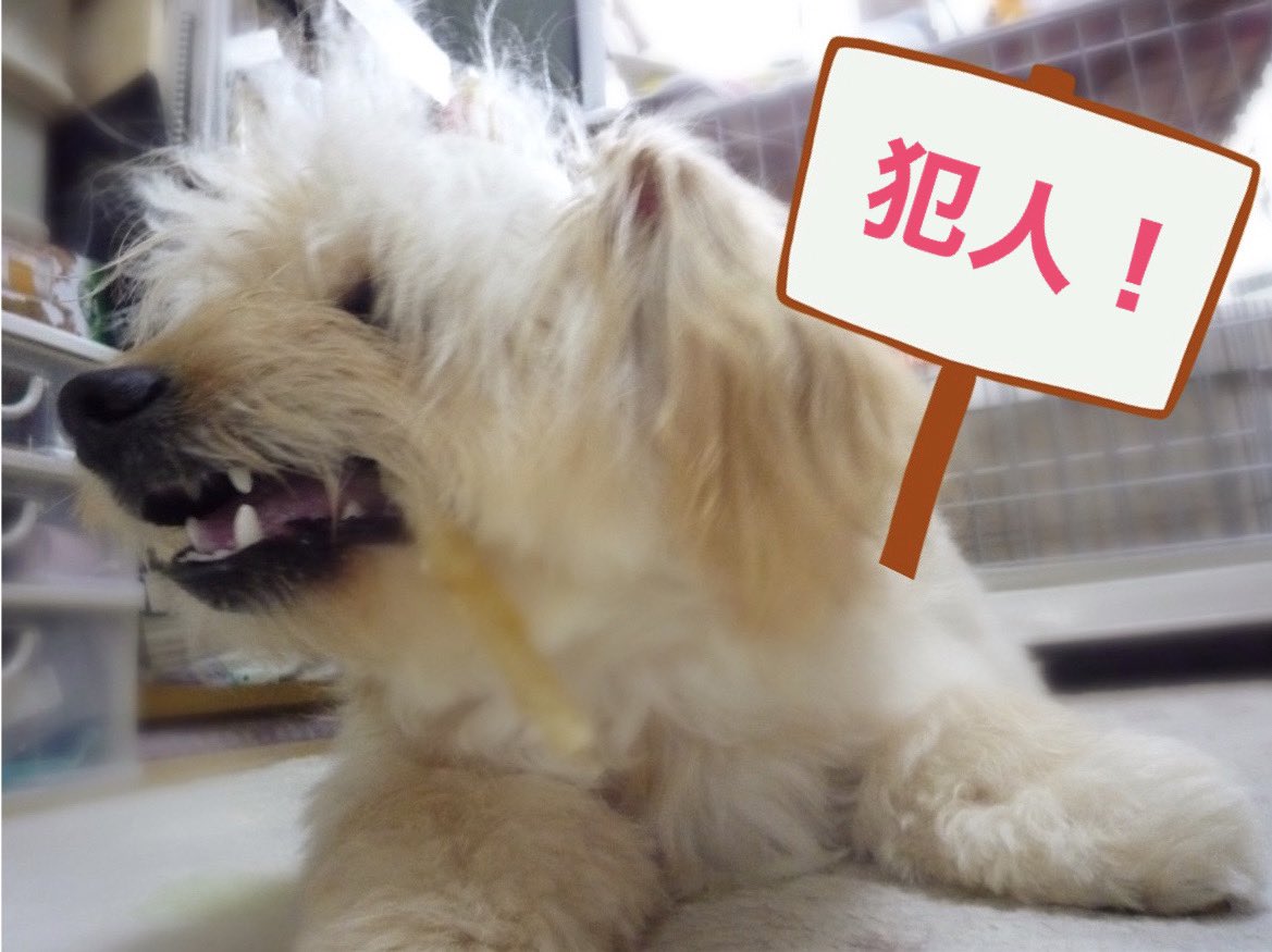 そら うちの子写真49 シーサー と言うと唸ります シークゥアーサーも同様 さ しの伸ばす時の息もれ音が嫌いみたいです 結果 シーサーは敵 同様に陶器の置物は敵 な結果です ポメプー 犬好きさんと繋がりたい 犬ばか部 うちの子一番