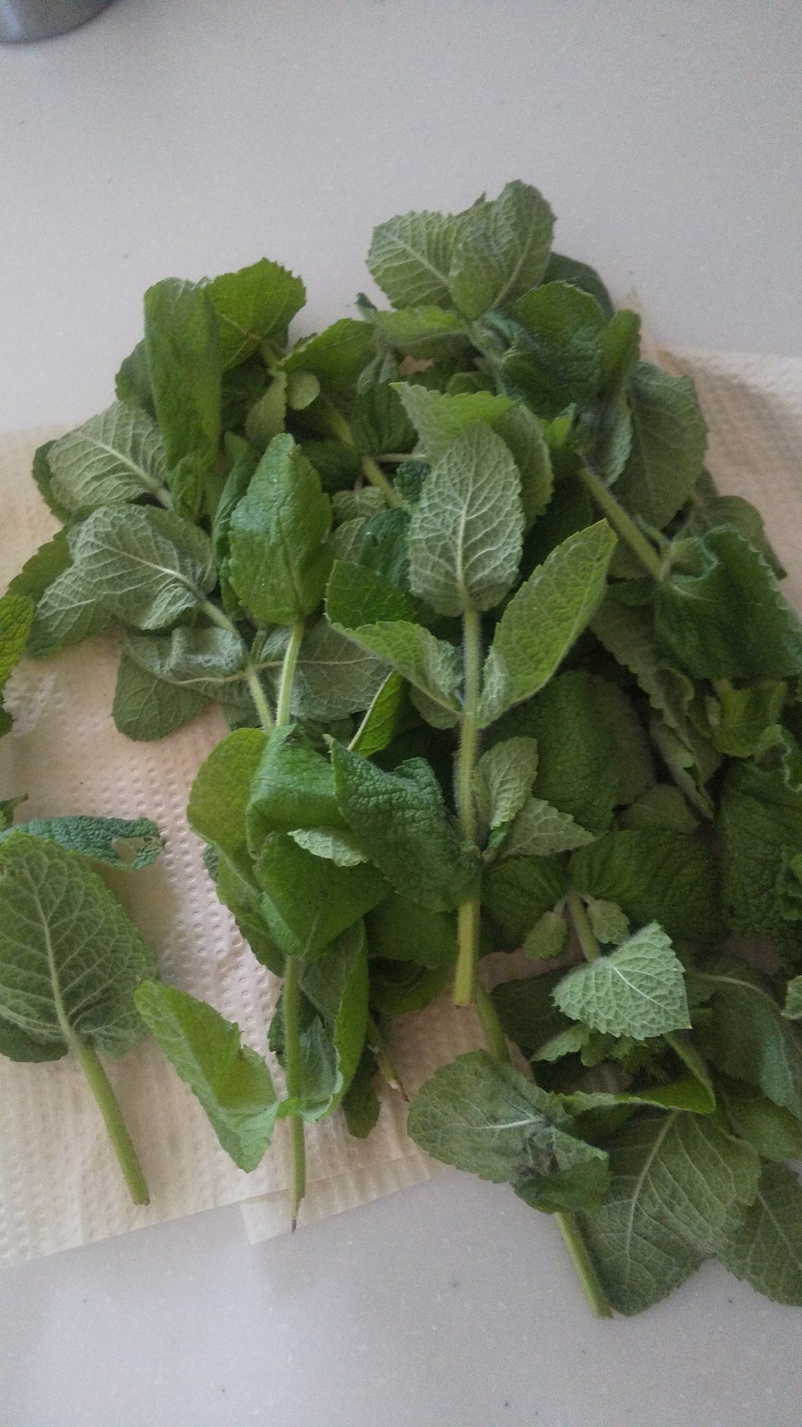 ミント活用法 Twitter Search Twitter