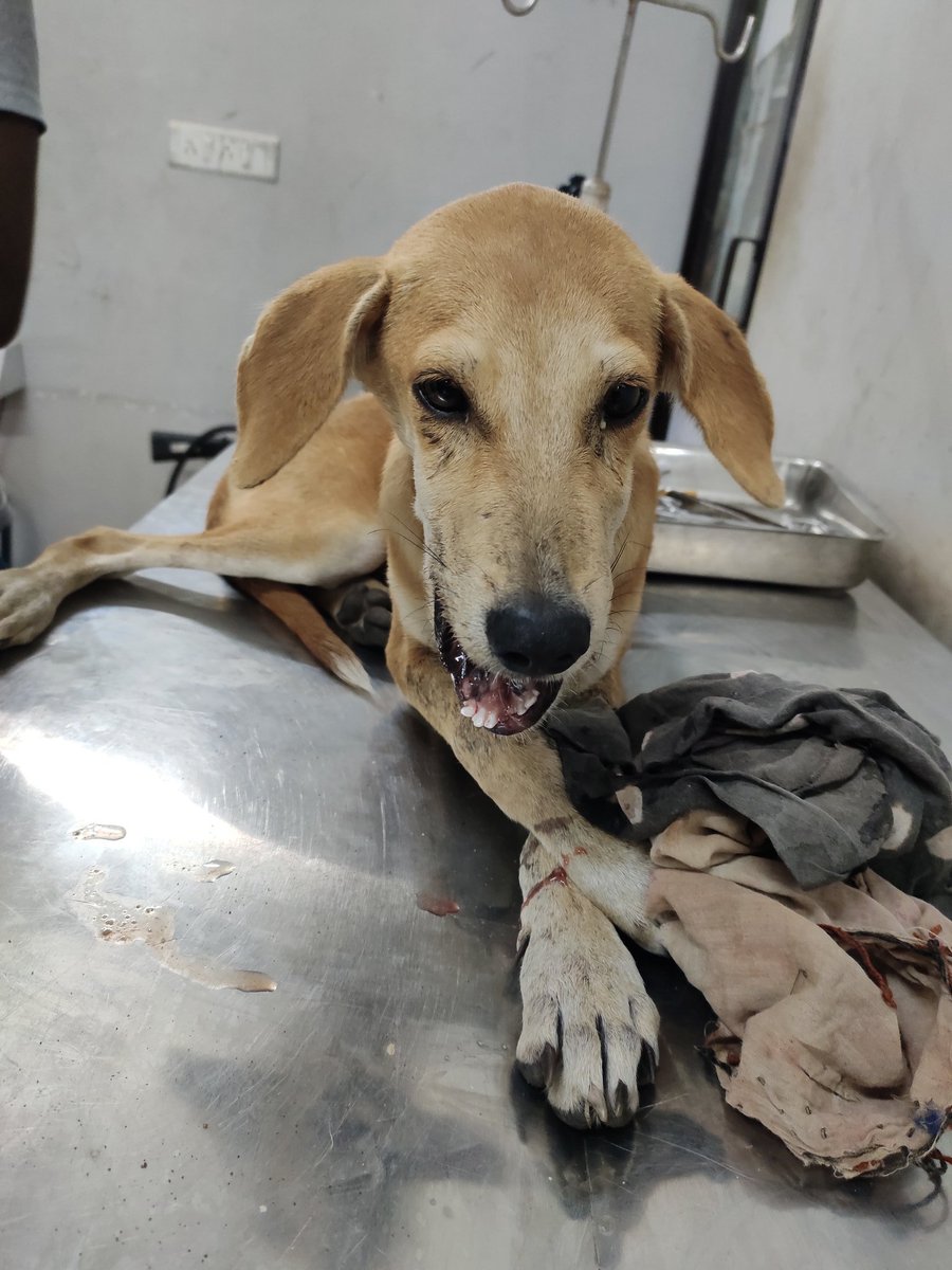 HelpingHandOrg6's tweet photo. A Big Respect To @prabhujee_pritikundan @Aiswariyamishra Who Took The Baby From 3pm To Night 11:45Pm For The Operation.
Thank You @awteodisha For Helping Us Too..
So Now "BAGHA" Is In The Shelter now..
Soon He will be back to Puri 💓 https://t.co/vIS9csjJwL