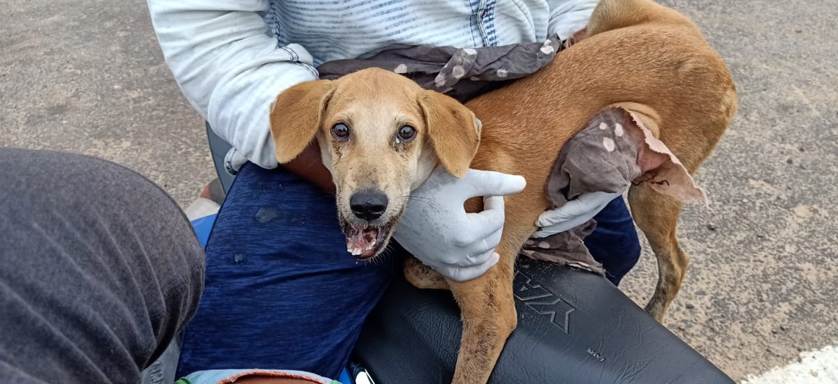 HelpingHandOrg6's tweet photo. A Big Respect To @prabhujee_pritikundan @Aiswariyamishra Who Took The Baby From 3pm To Night 11:45Pm For The Operation.
Thank You @awteodisha For Helping Us Too..
So Now "BAGHA" Is In The Shelter now..
Soon He will be back to Puri 💓 https://t.co/vIS9csjJwL
