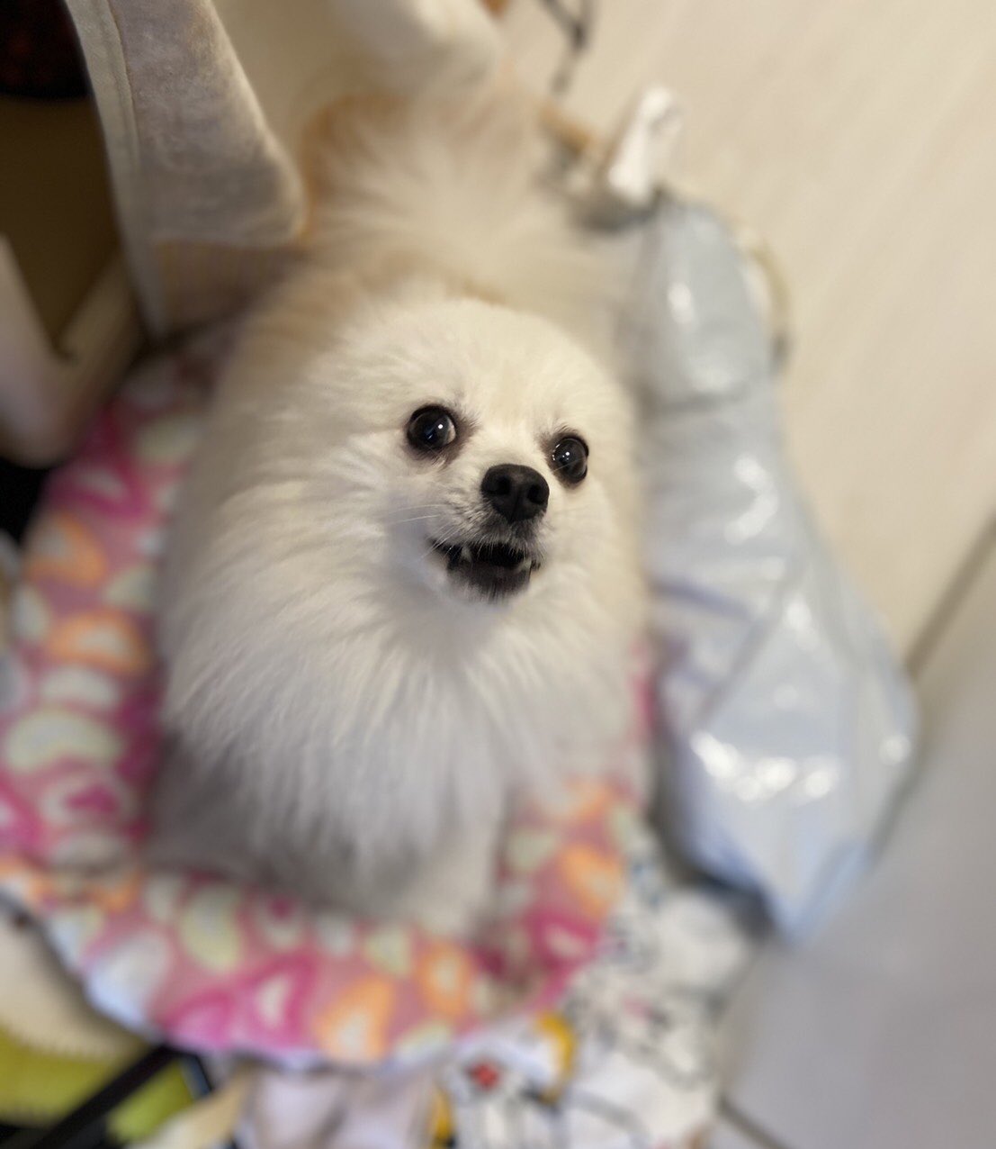白いポメラニアンのサリーとソラ 構って構って ポメラニアン ソラ 構って欲しい 飼い主は仕事中 白いポメラニアンのサリーとソラ 構って構って ポメラニアン ソラ 構って欲しい 飼い主は仕事中