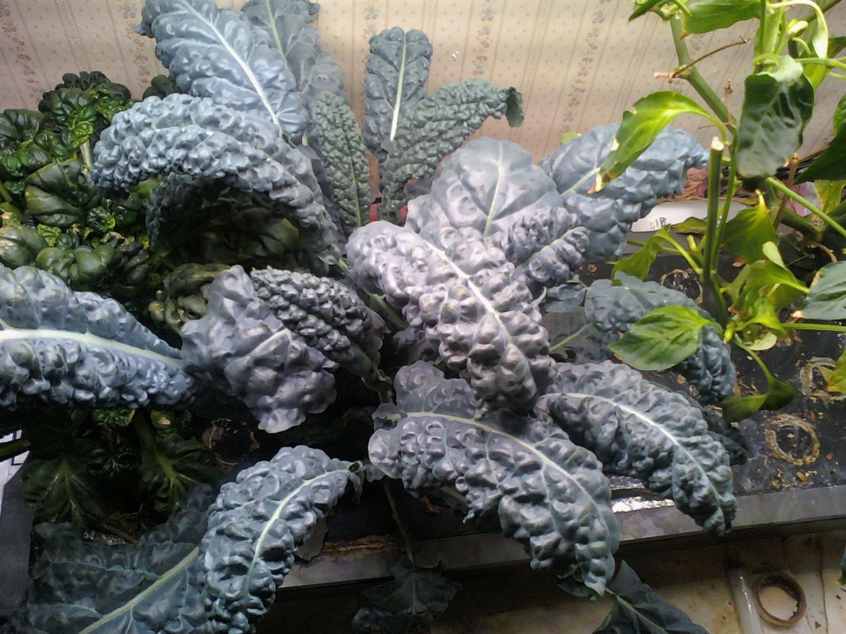 71) So, I thought I shld explain further why I've come to the conclusion that many times Less is More in the world of  #Aerogarden gardens.The pic below is of Dinosaur Kale yet to be trimmed. It's Yuge. Yet, it shares a half Farm w/only 1 other plant, which is also fairly big...