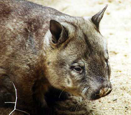 cronicasdefauna's tweet photo. Los wombats son marsupiales herbívoros, excavadores y de gran peso (hasta 55 kg.). 3 especies:
-Wombat común (Wombatus ursinus): #Australia sudoriental y #Tasmania
-Wombat del Sur (Lasiorhinus latifrons): Llanura de Nullarbor
-W. del Norte (L. kreffti): P.N. Bosque Eping https://t.co/VGNT2Gdjd8