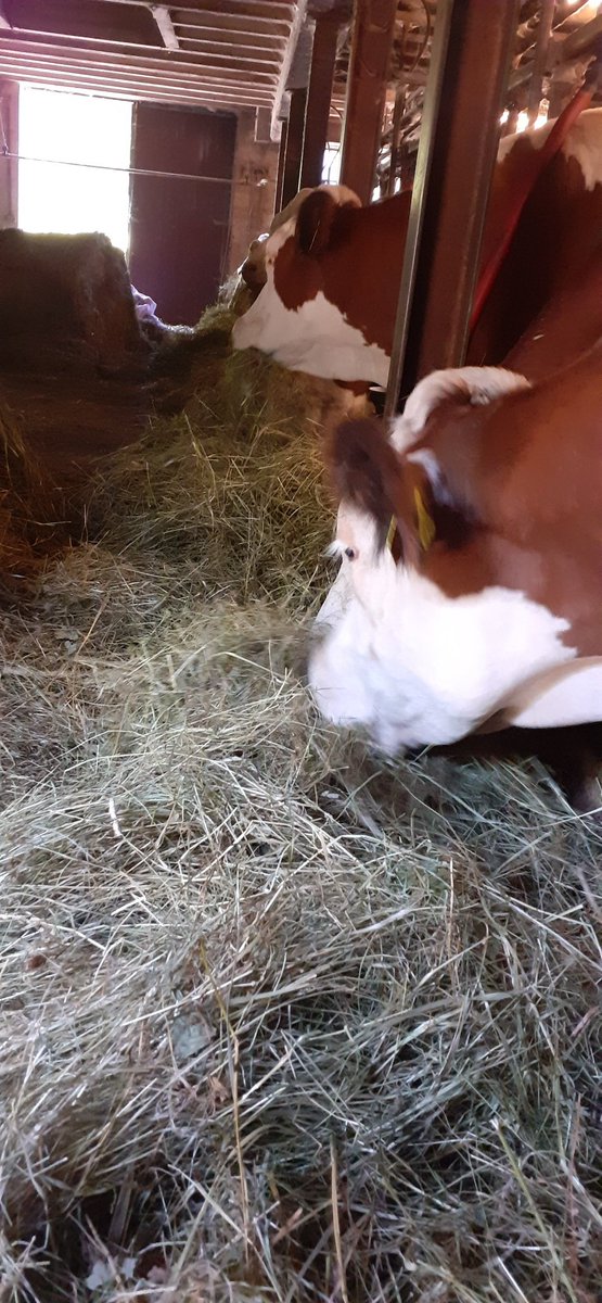 frauhasenklee's tweet photo. Warten auf das Frühstück...
#Rauhfutter, #Heu von #Schwarzwaldwiesen. https://t.co/V74SgHE4BA