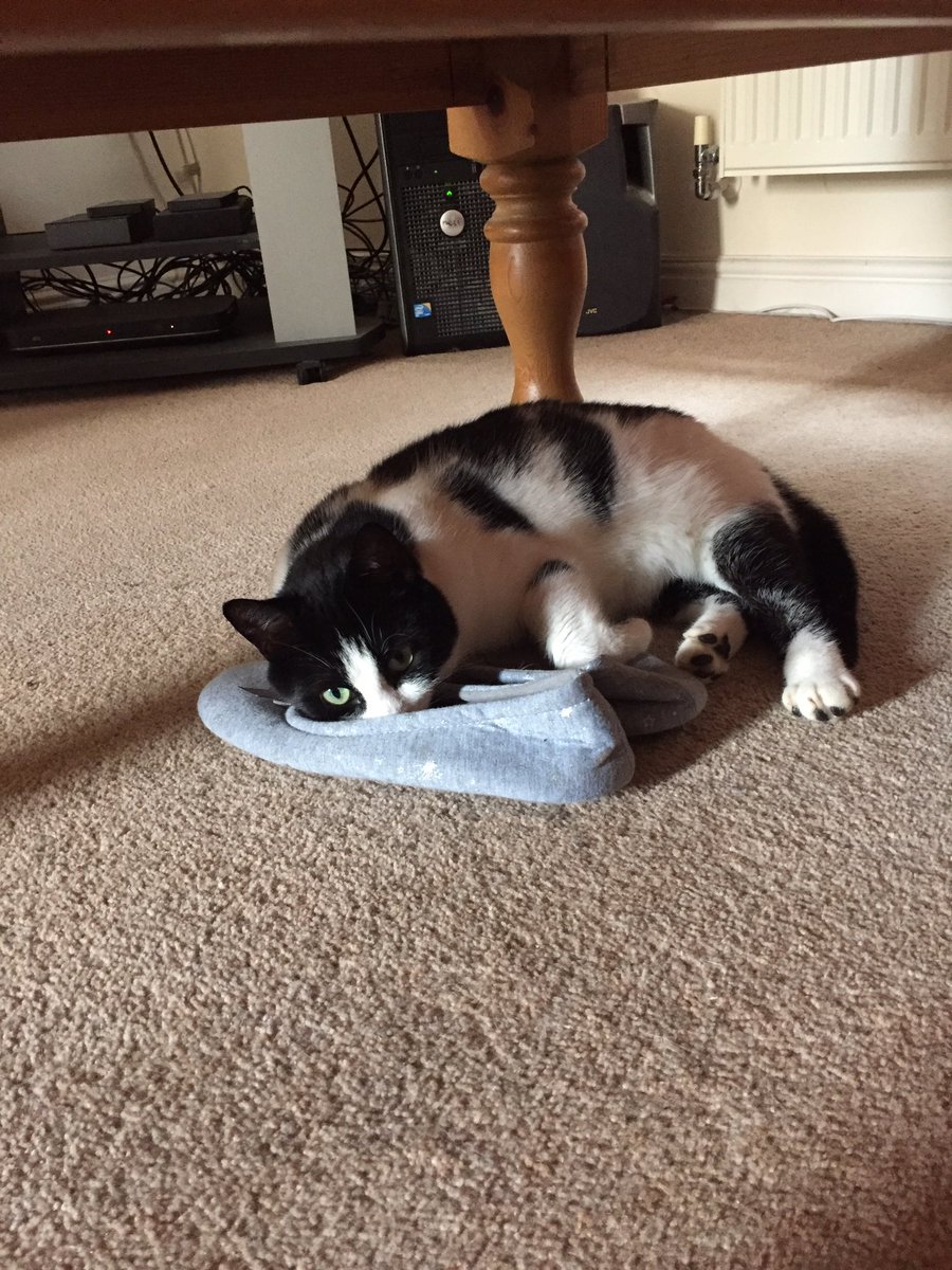 JerseygalUK's tweet photo. Milly’s weird. #smellslikeroses https://t.co/jVYyxDpMHe