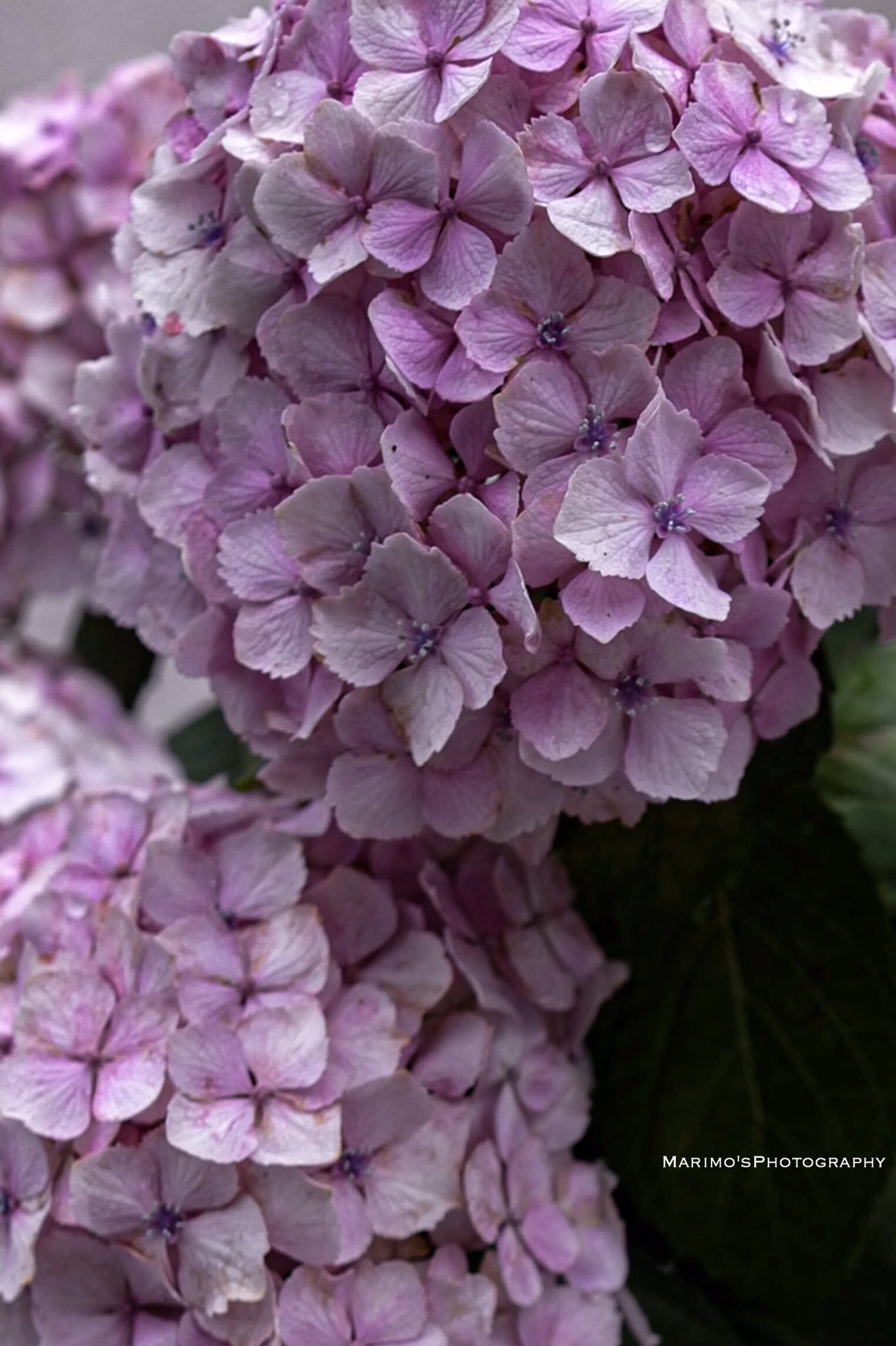 まりも ホンアジサイとウズアジサイの融合発見 紫陽花はもともとピンク色の花で アルミニウムが土壌に増える 酸性 と青になるのもすごい 縦構図なので待ち受けok 桜を撮れなかった情熱が紫陽花に向かう 紫陽花 Hydrangea はなまっぷ 写真