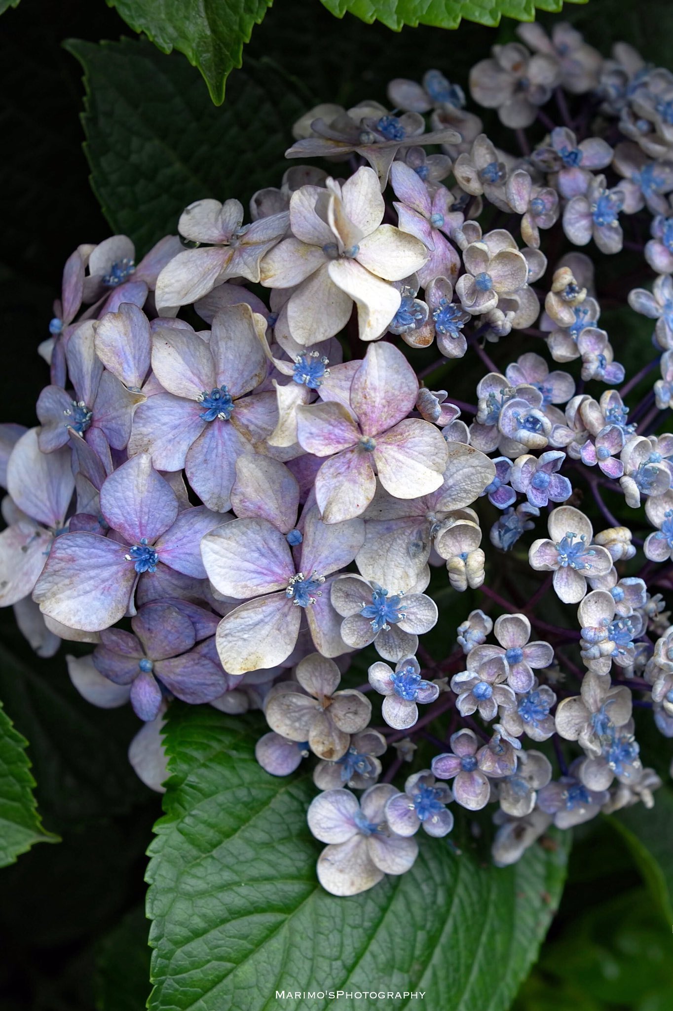 まりも ホンアジサイとウズアジサイの融合発見 紫陽花はもともとピンク色の花で アルミニウムが土壌に増える 酸性 と青になるのもすごい 縦構図なので待ち受けok 桜を撮れなかった情熱が紫陽花に向かう 紫陽花 Hydrangea はなまっぷ 写真
