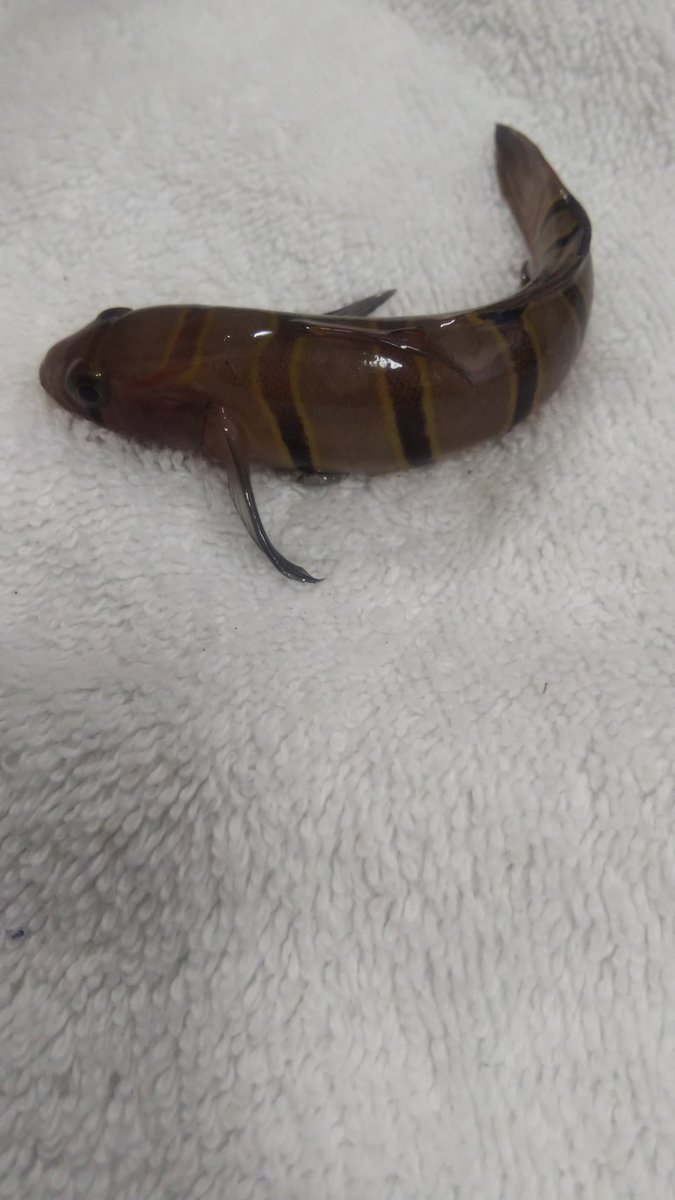 ぎんぽっ娘 茶色地に 濃茶 黒の縞模様と その縞模様の両サイドは 黄土色の細いラインがあります 海で釣れました 誰か教えてください なんの魚 食べられますか 海釣り ぎんぽっ娘 茶色地に 濃茶 黒の縞模様と その縞模様の両サイドは 黄土色の細いラインがあります 海で釣れました 誰か教えてください なんの魚 食べられますか 海釣り