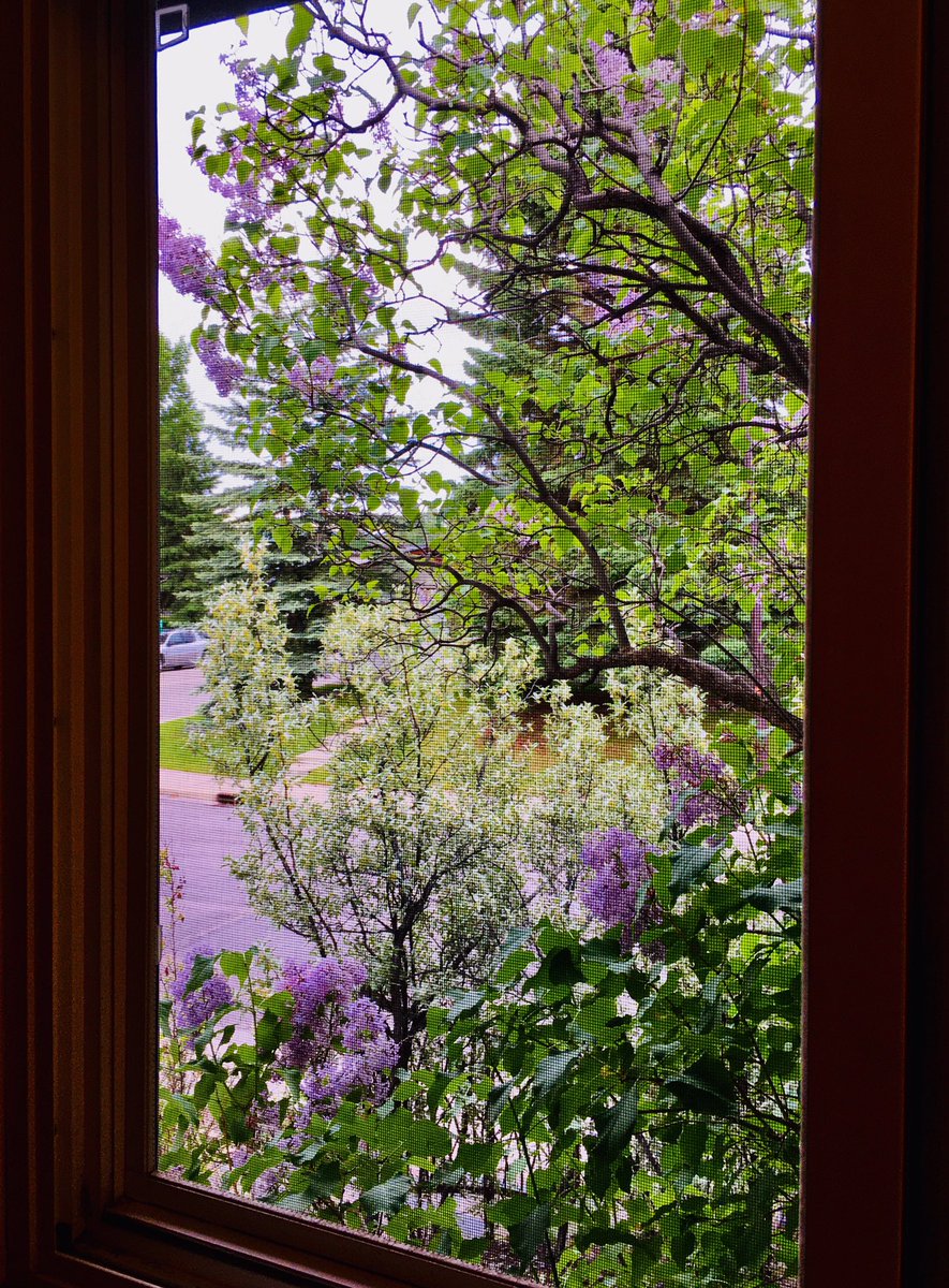 balancequest's tweet photo. The view from my meditation room this morning.... I ❤️ this time of year! Birds chirping and the smell of lilacs... #mindfulandhappy #mindfulnessspeaker https://t.co/t4xh00aVnt