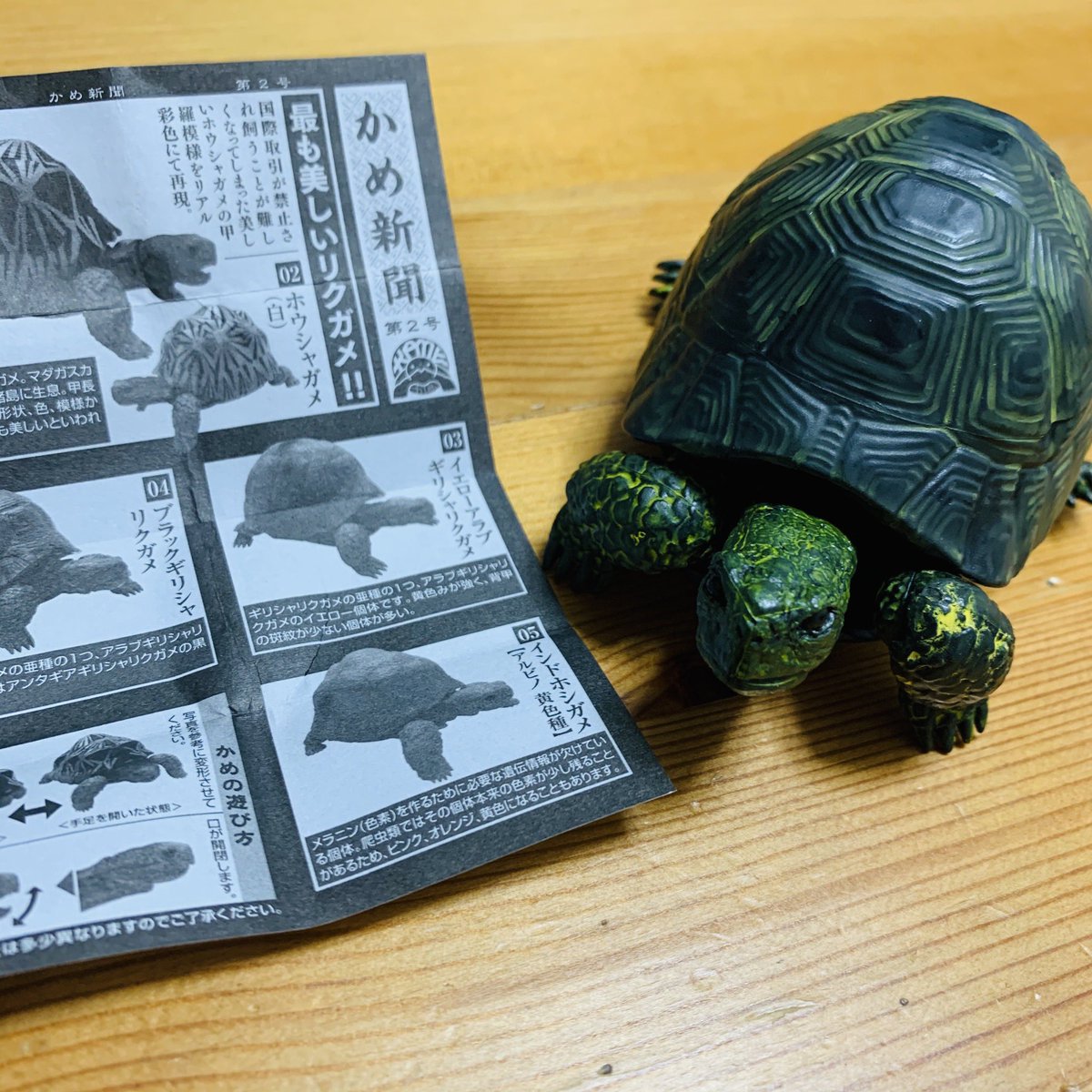 まりねぇ ねえ見てよこれ ガチャポンのリクガメ 白のホウシャガメが欲しかったんだけどブラックギリシャリクガメが出た リアルめで可愛い 笑