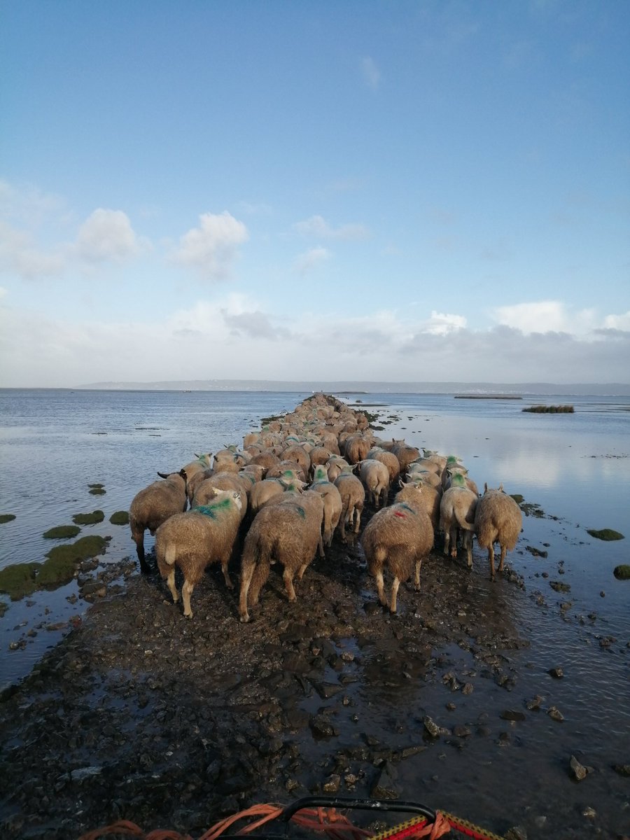 The Salt marshes in Llanrhidian are about 4000 acres in total. Only farmers who live close to the Marsh have common tights to graze the Marsh. We use it as much as possible. As soon as the high tides start dropping back, the sheep go out!