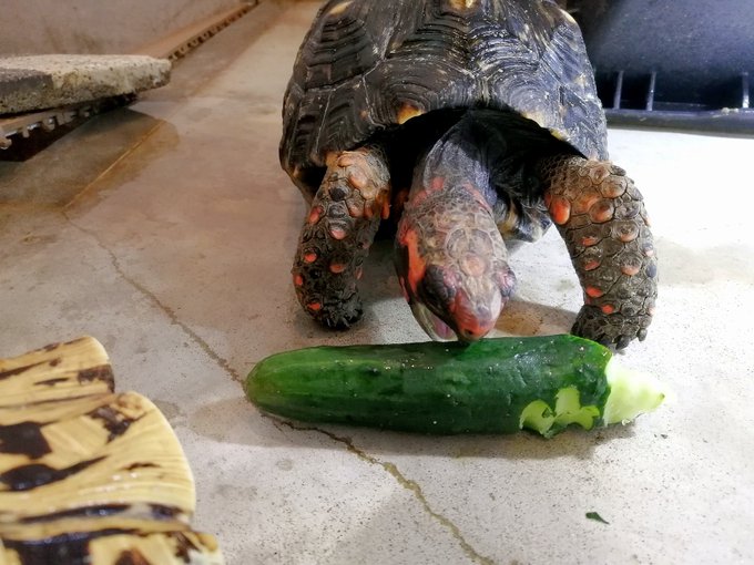 きゅうりを食す🐢 