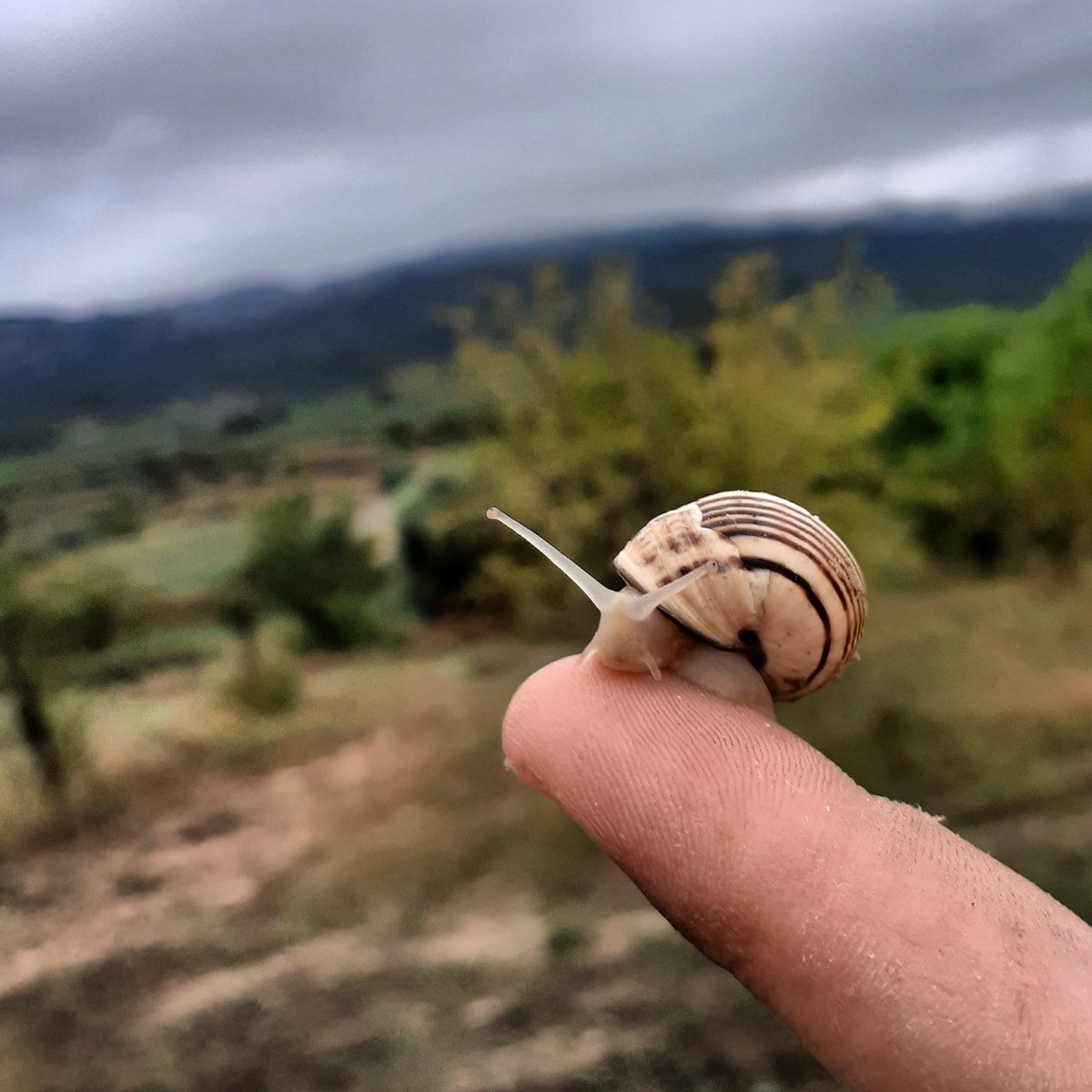 CellerFrisach's tweet photo. Carogol treu banya, MilDiu a la Muntanya! #MilDeFAtaCK #OrgaNucSurViVors #OrgaNicFarminG #LoViDeCorBerA #TerritoriVernatxa #NaturalmentVi #Nature #iNstintPrimaRi #winelovers🍷 #wineadict #TerraAlta #ParadisNaturaL https://t.co/BMvwLoedJN