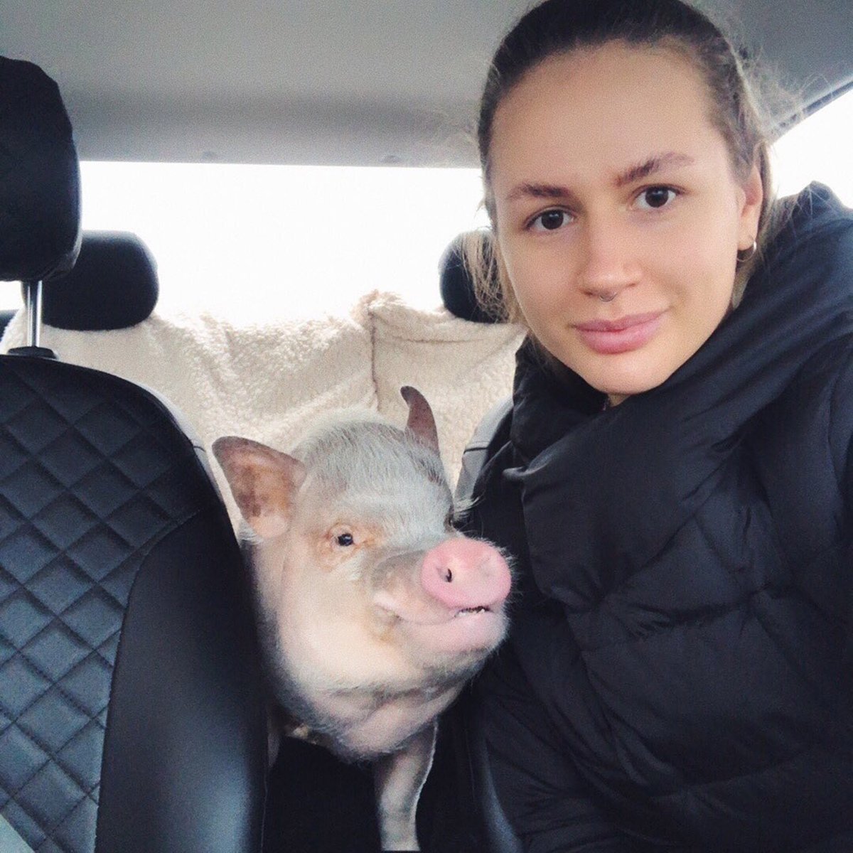 China Daily on Twitter "A micropig? This is what a pet pig looks like