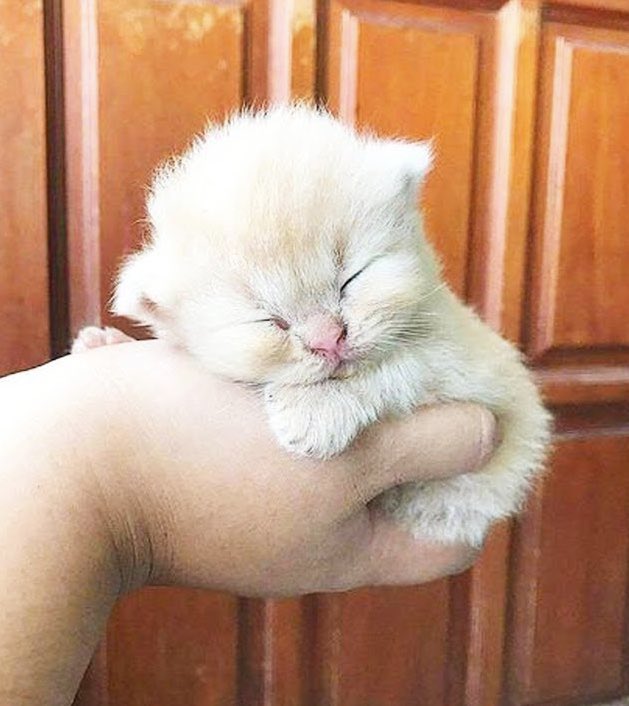 Sehun as kittens: A short thread because I miss my baby