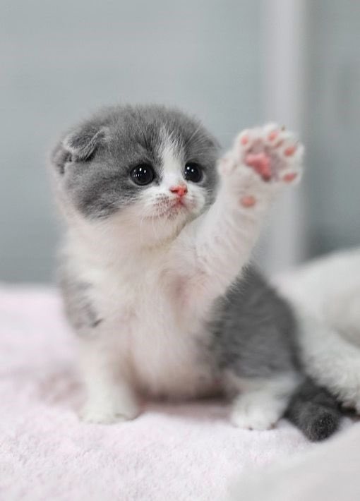 Sehun as kittens: A short thread because I miss my baby