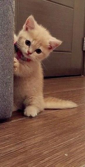Sehun as kittens: A short thread because I miss my baby