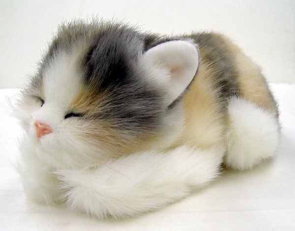 Sehun as kittens: A short thread because I miss my baby
