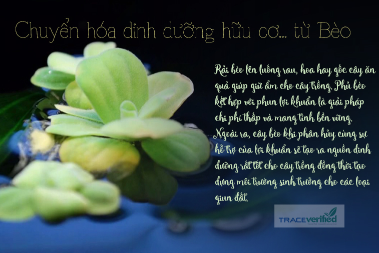 TraceVerified's tweet photo. Bạn có thể tạo hệ thống mương nước gần khu canh tác và nuôi bèo, sau đó khai thác thường xuyên với nguồn bèo tái tạo. Bạn có thể xem thêm nhiều cách chuyển hóa dinh dưỡng bằng đường dẫn bên dưới...
https://t.co/o0nB9o33xa

#Nongnghiephuuco
#dinhduonghuuco https://t.co/fYGHO05PVS