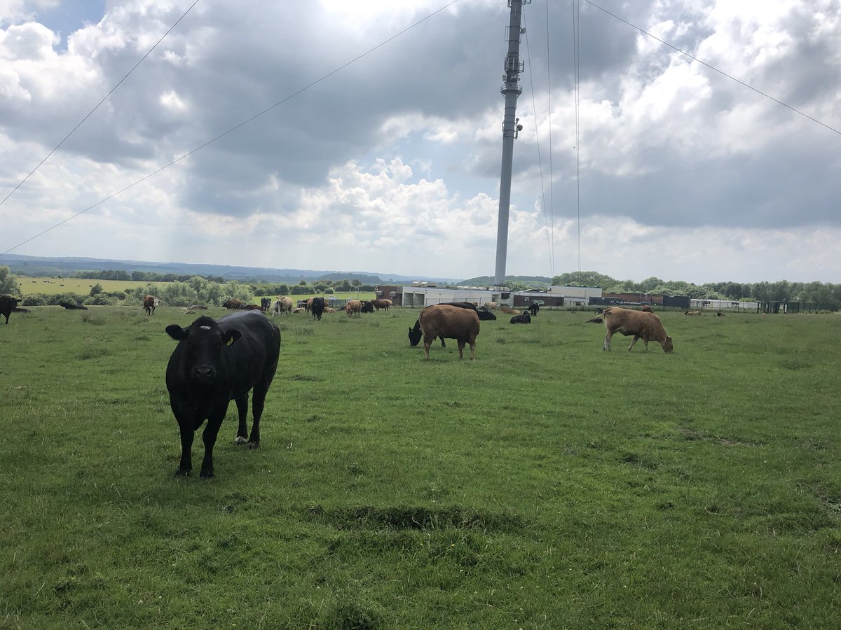 arrowgroup's tweet image. Nice to get out for another ride. Cows find motorcycles strange the way they stare at it.