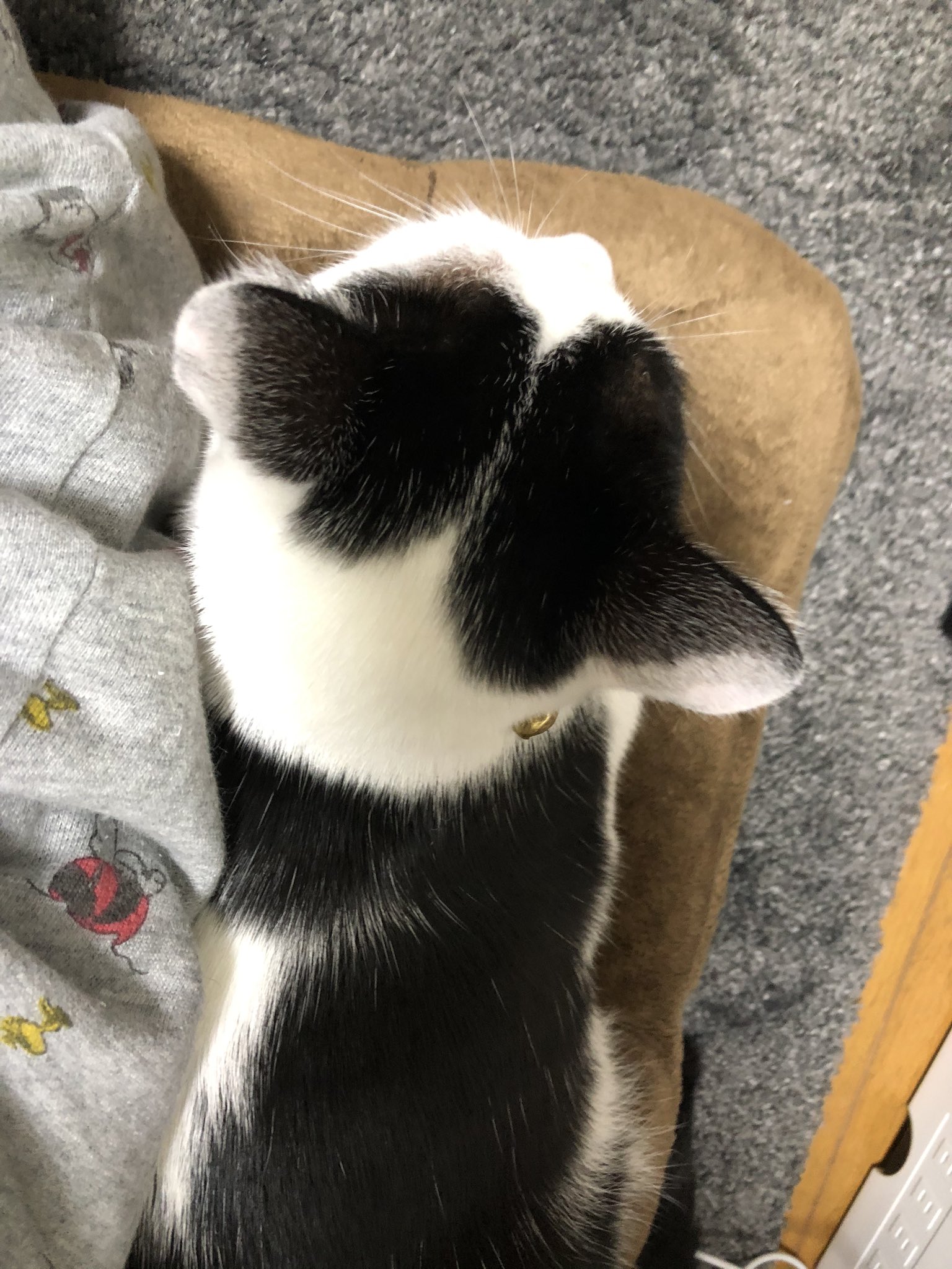 ブチ猫 猫その27 黒ブチG | 森口修の猫