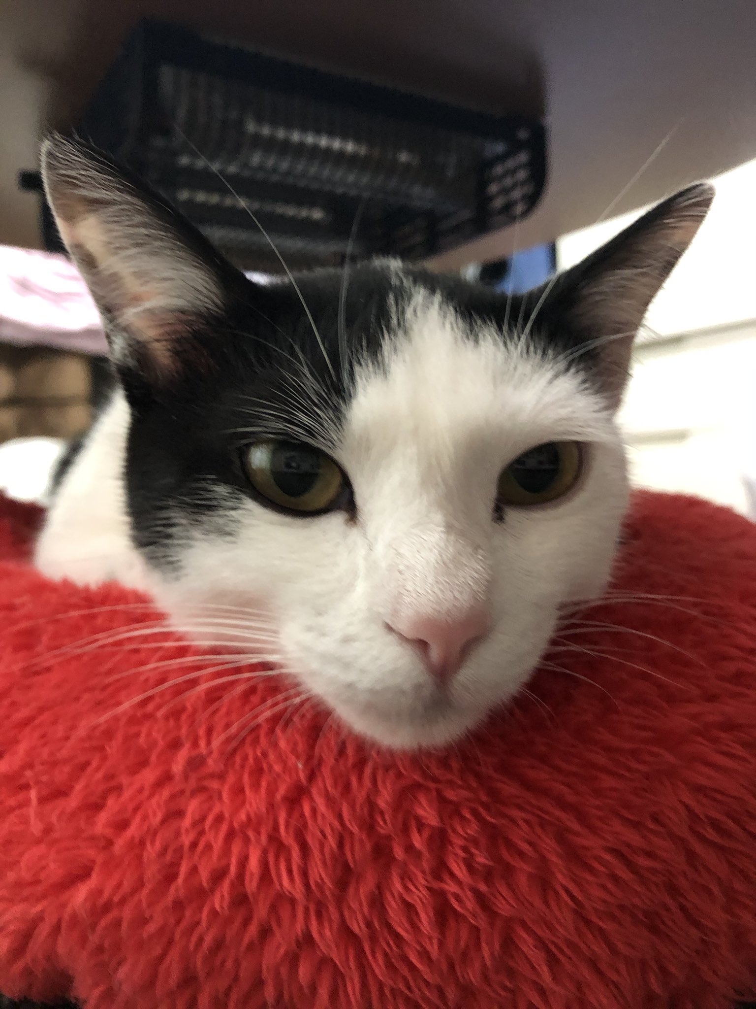 みぃー🐱 on X: 
