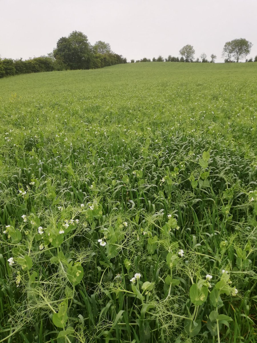 Markgillanders1's tweet photo. Didn't think the peas would be flowering as well this year #combicrop https://t.co/tKZznjK3Br