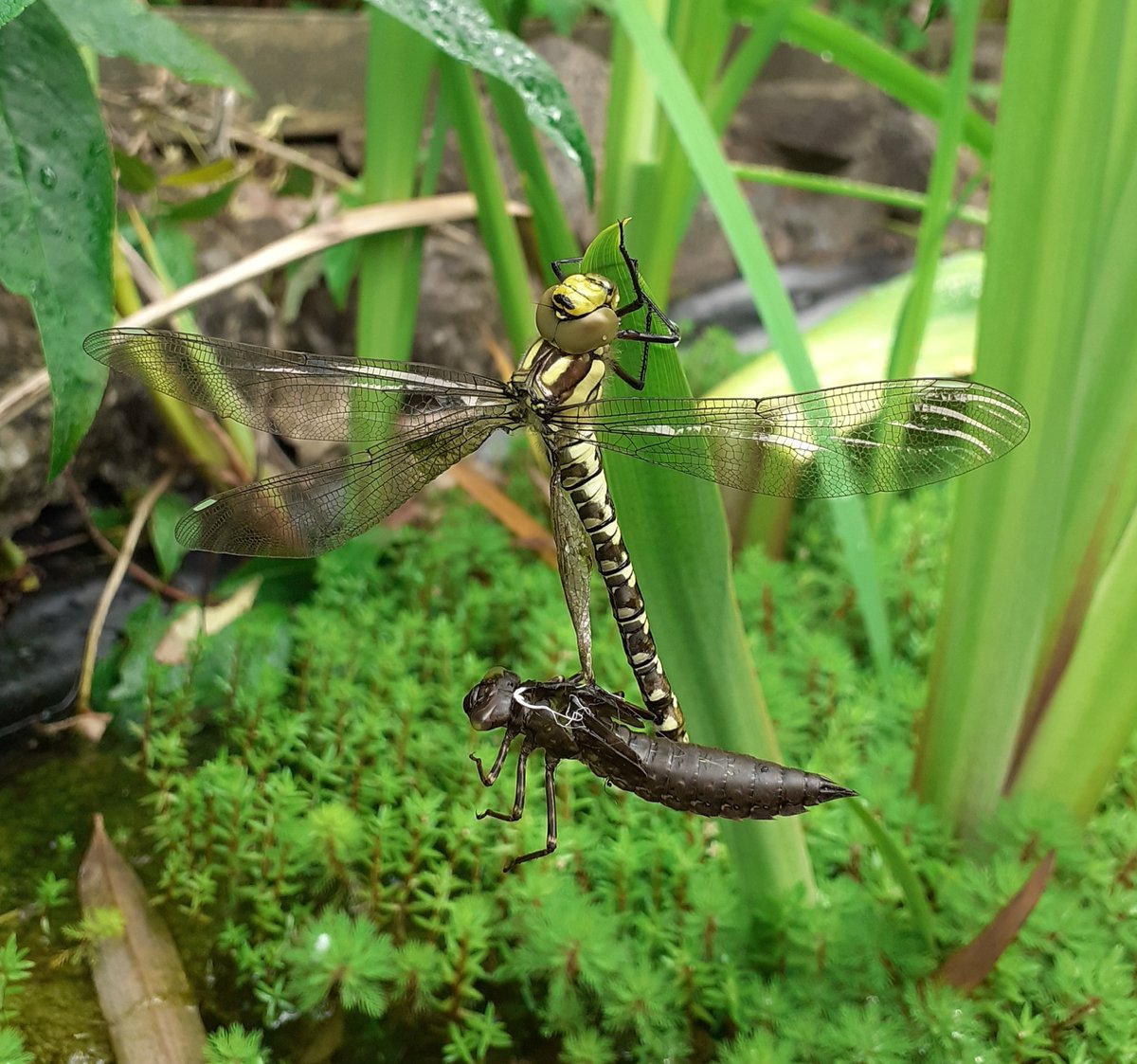 AN ADULT DRAGONFLY JUST EMERGED FROM ITS LARVAL FORM IN MY POND!!!! One of the wings is still to unfold! S gloriously beautiful!!