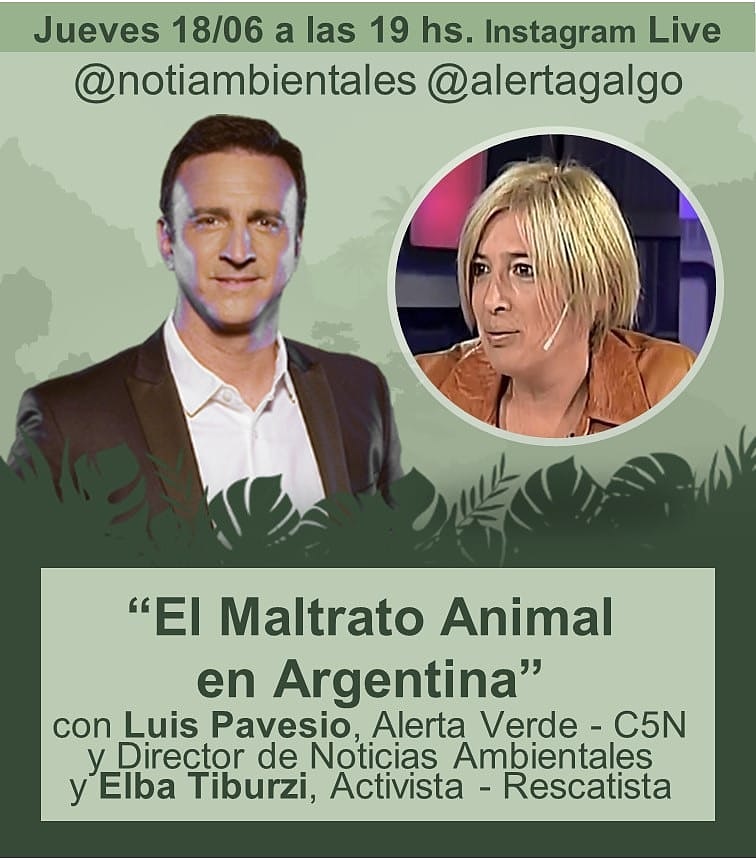 Galgos Amados VT (@galgosamadosvt) on Twitter photo Hoy por IG no te pierdas el vivo, la situación de los animales en Argentina. Desprotegidos, abandonados...
@AlertaGalgo <a href="/pavesioluis/">Luis Pavesio</a> <a href="/notiambientales/">Noticias Ambientales 🌳</a> @Elbyst Hoy por IG no te pierdas el vivo, la situación de los animales en Argentina. Desprotegidos, abandonados...
@AlertaGalgo <a href="/pavesioluis/">Luis Pavesio</a> <a href="/notiambientales/">Noticias Ambientales 🌳</a> @Elbyst