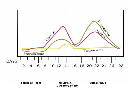 Dalam menstruation cycle,hormone kita naik turun.ada masa,estrogen yg tinggi.nanti,progesterone pulak yg naik.bila dah nak period,dua2 hormone ni jadi sikit but testosterone (females pun ada tau) remain almost constant.hormone2 ni semua lah yg affect sebum production kat muka