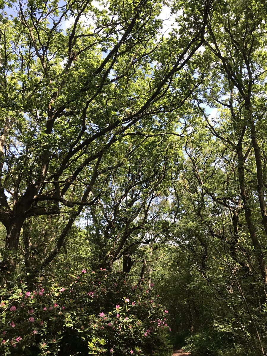 Angeliquebvb's tweet photo. Mooie bomen in ockenburg. Was weer een mooi rondje.
#ockenburg #hyacintenbos #wandelen #bos #nederlandsenatuur https://t.co/IoUdeijIIT