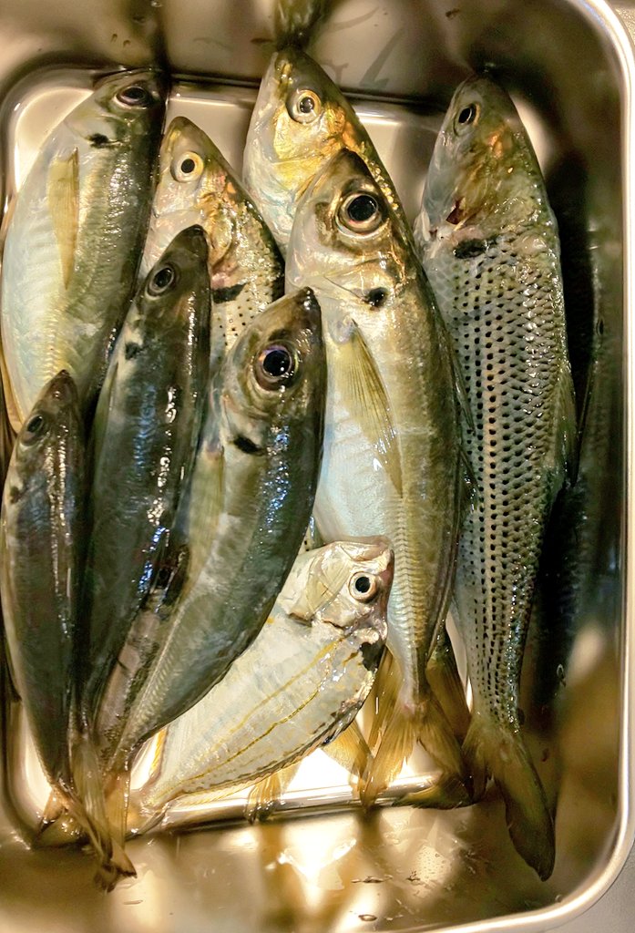 磯子海釣り施設釣果
アジ×6
コノシロ×3
シコイワシ
ヒイラギ
フグ

この時期のアジは分厚くておいしい🤗
ポツポツといった感じでしたが隣の隣の人は30匹釣ってました🙄