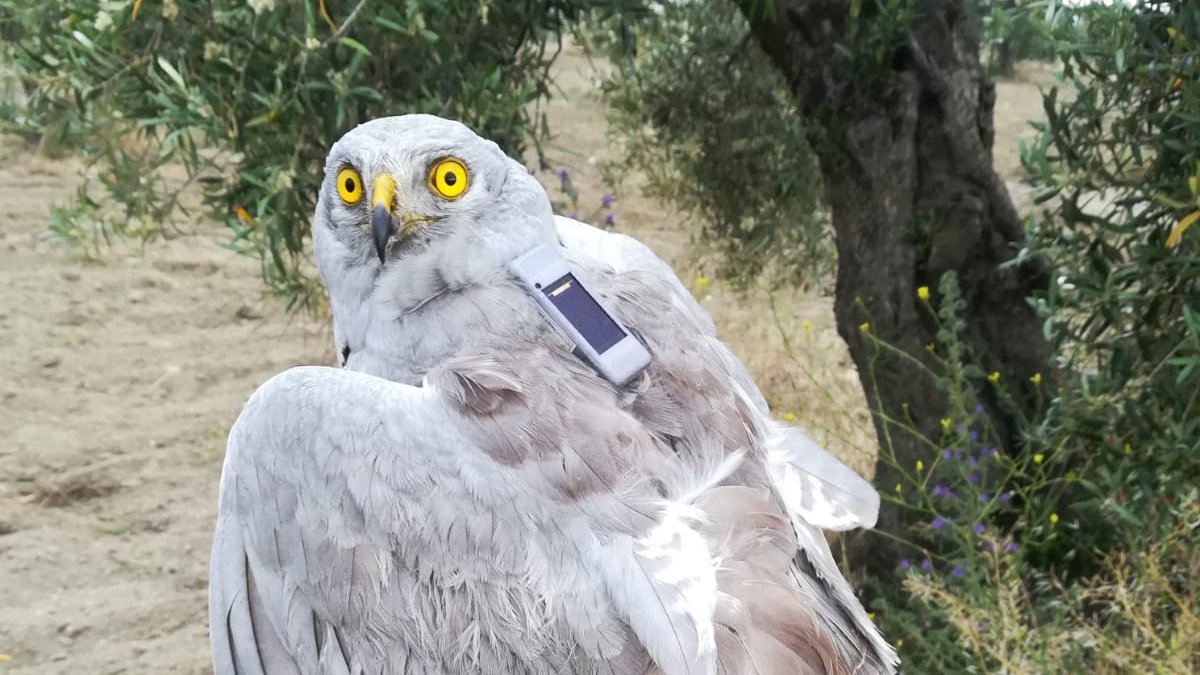 ↘️La población de aguilucho pálido ha sufrido un declive del 50% en 10 años.
🚜El abandono de la ganadería extensiva y la industrialización de la agricultura, entre las posibles causas.
📡Marcamos 22 ejemplares con GPS-GSM para saber más:
seo.org/2020/06/18/agu… #Migra