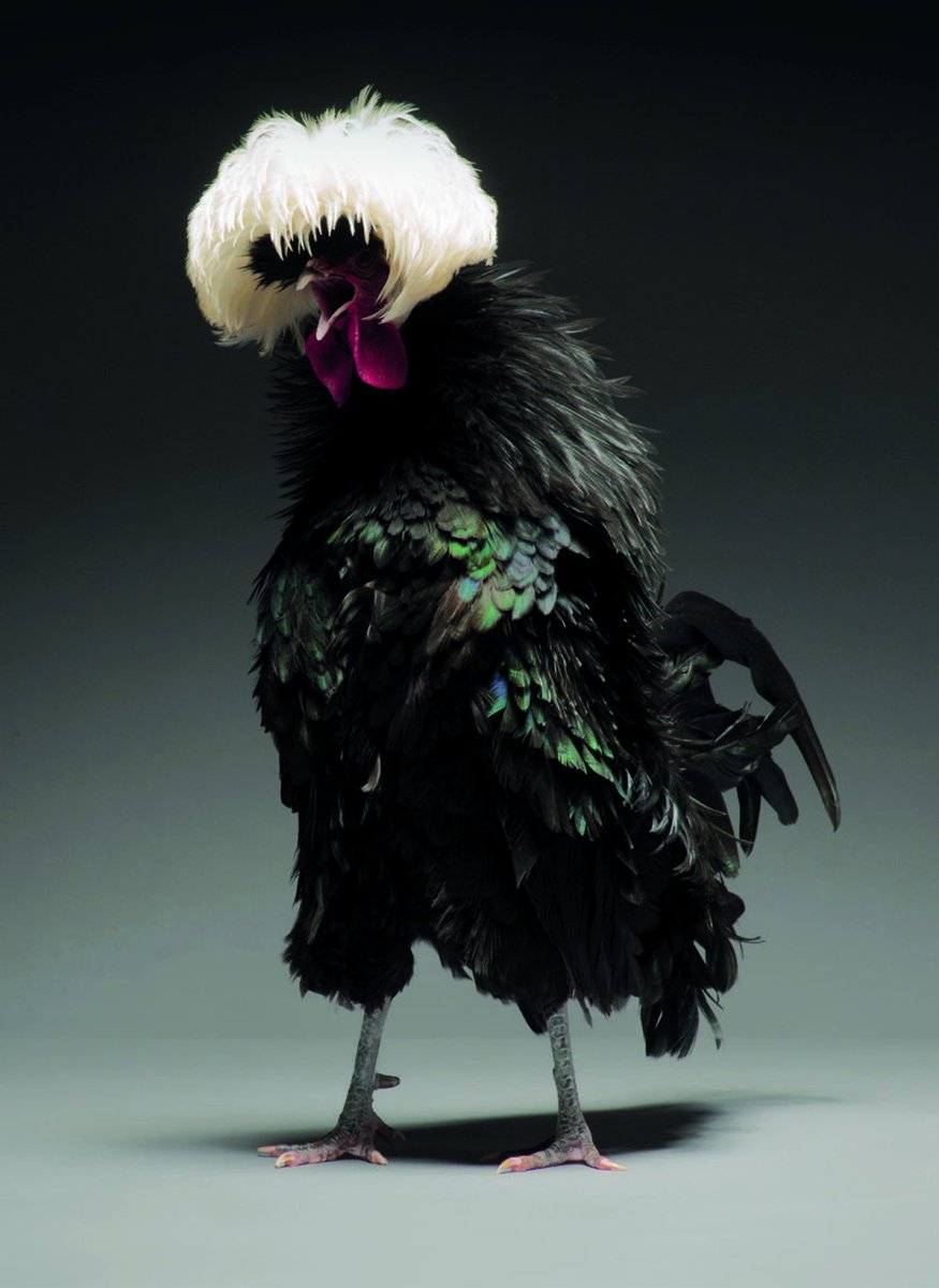 Who knew chicken photography was a thing?The Sexiest and MostBeautiful Chickens OnThe Planetby Moreno Tranchellini and Matteo Tranchellini[Thread]