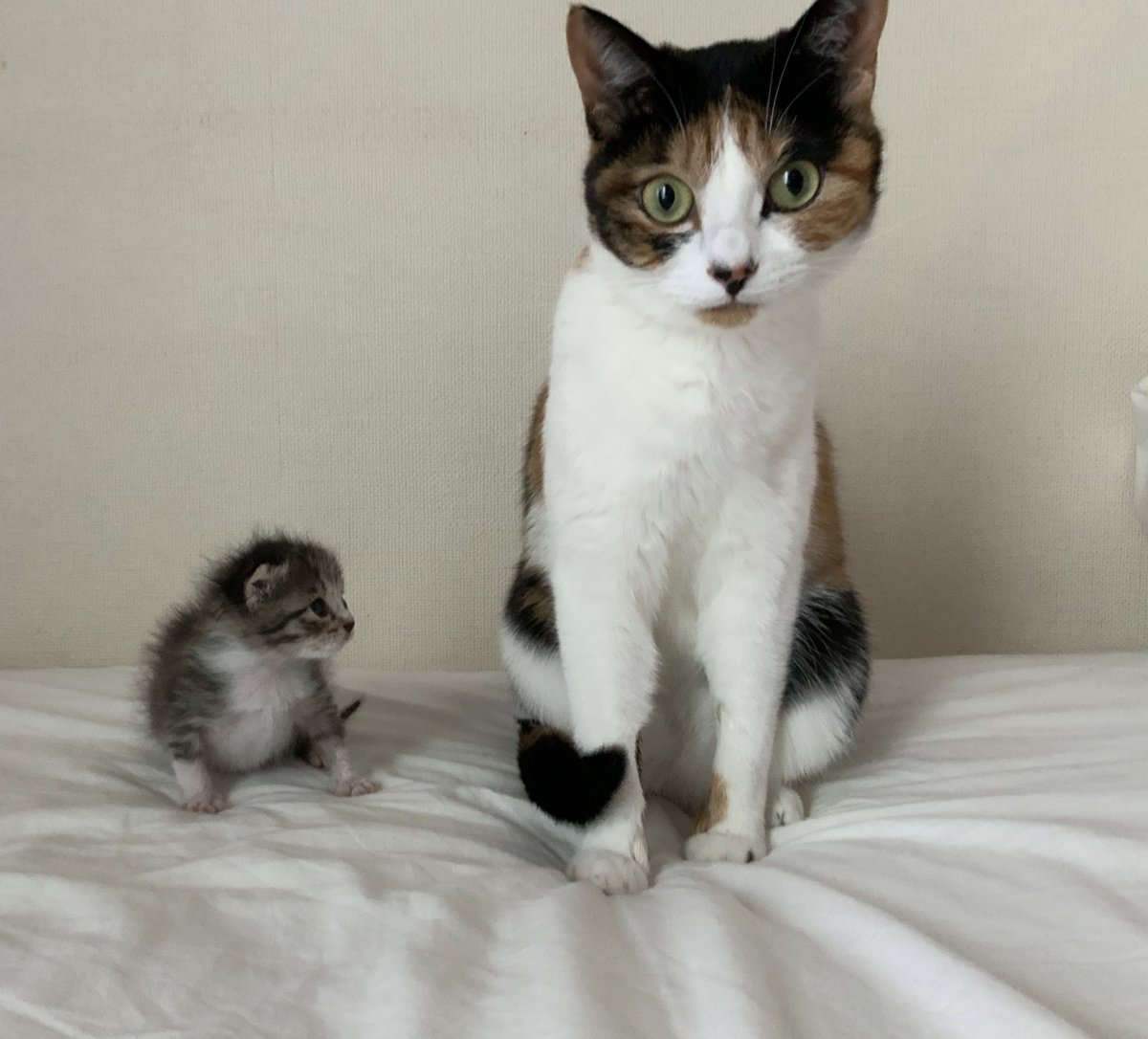 子猫さんが来た結果 先住猫さん 人間にはクール がとても優しいことを知れた話 すっごいたっぷりな愛情が溢れてますね Togetter