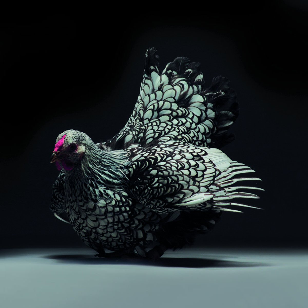 Who knew chicken photography was a thing?The Sexiest and MostBeautiful Chickens OnThe Planetby Moreno Tranchellini and Matteo Tranchellini[Thread]