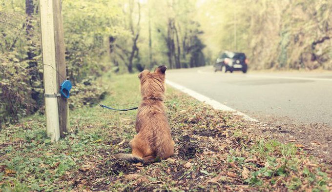guardiacivil's tweet photo. Mientras seamos uno de los países de #Europa donde más animales 🐶🐱 se abandonan seguiremos insistiendo: 

No lo abandones, inclúyelo en tu plan de #Vacaciones2020 🌅

#ÉlNoLoHaría  #YoSiPuedoContarlo https://t.co/rInMJOCEaa