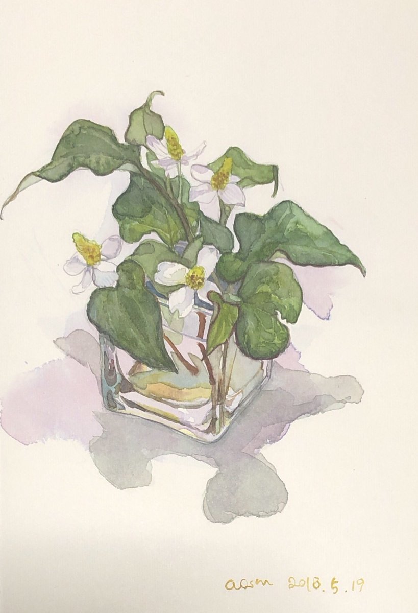 あおすま 何年ものドクダミスケッチ 19 18 17 16