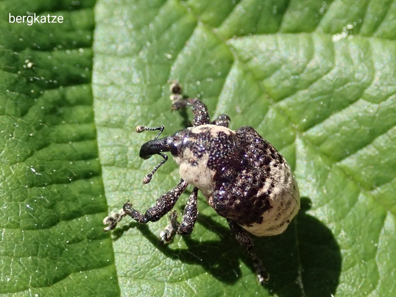 Bergkatze オジロアシナガゾウムシ Ornatalcides Mesalcidodes Trifidus Pascoe 1870 ５月半ばはリンゴ ５月末はセイヨウヤブイチゴで見られる 鞘翅 ゾウムシ科 オジロアシナガゾウムシ T Co Fvw9ylhqph