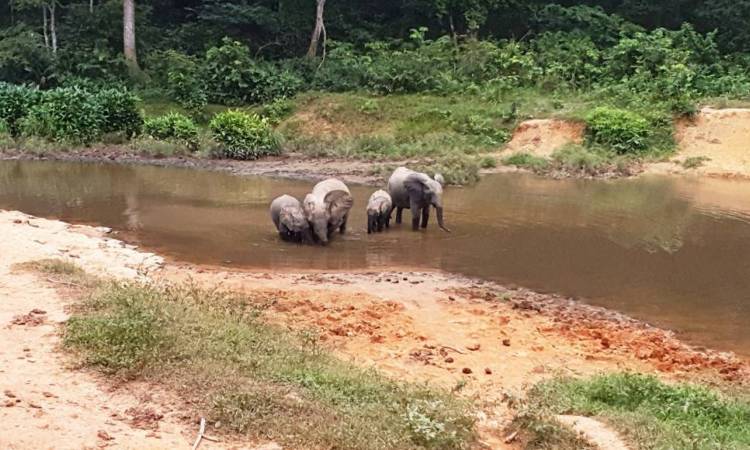 Om de afname van de #biodiversiteit te stoppen moet de financiële sector investeren in bossen en duurzaam bosbeheer.  Wij doen deze oproep naar aanleiding van het vandaag gepubliceerde onderzoek van <a href="/DNB_NL/">De Nederlandsche Bank</a> &amp; <a href="/Leefomgeving/">PBL</a>. #Investeerinbos #FSC fsc.nl/nl-nl/nieuws/i…