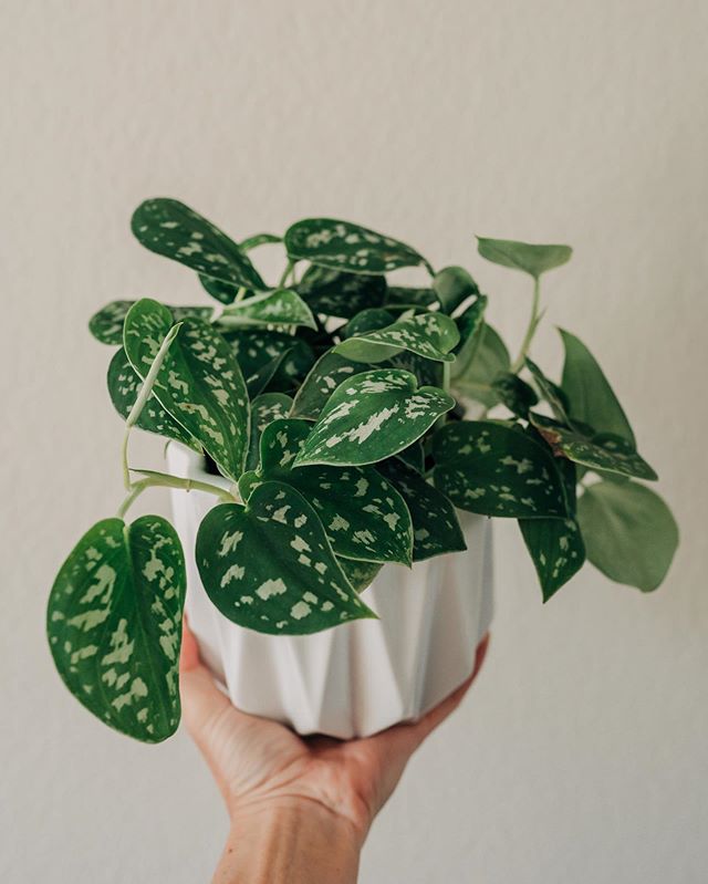 chooseyourplant's tweet photo. Scindapsus Pictus Argyraeus (left 👈) is commonly confused with Scindapsus Pictus Exotica (right 👉) because they both have silver patterns on their leaves.

Both plants are commonly known as #satinpothos or #silverpothos but they are different #plants. https://t.co/c6XPo8aztC