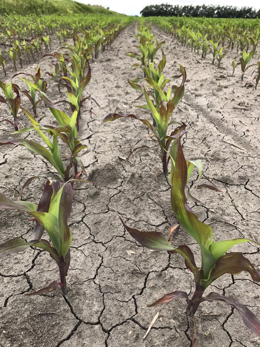Northwood, ND: Phosphorus deficiency in corn; striking and colorful example of slow growth and purpling of lower leaves. Don't forget starter phosphorus! #soilfertility #plantnutrition