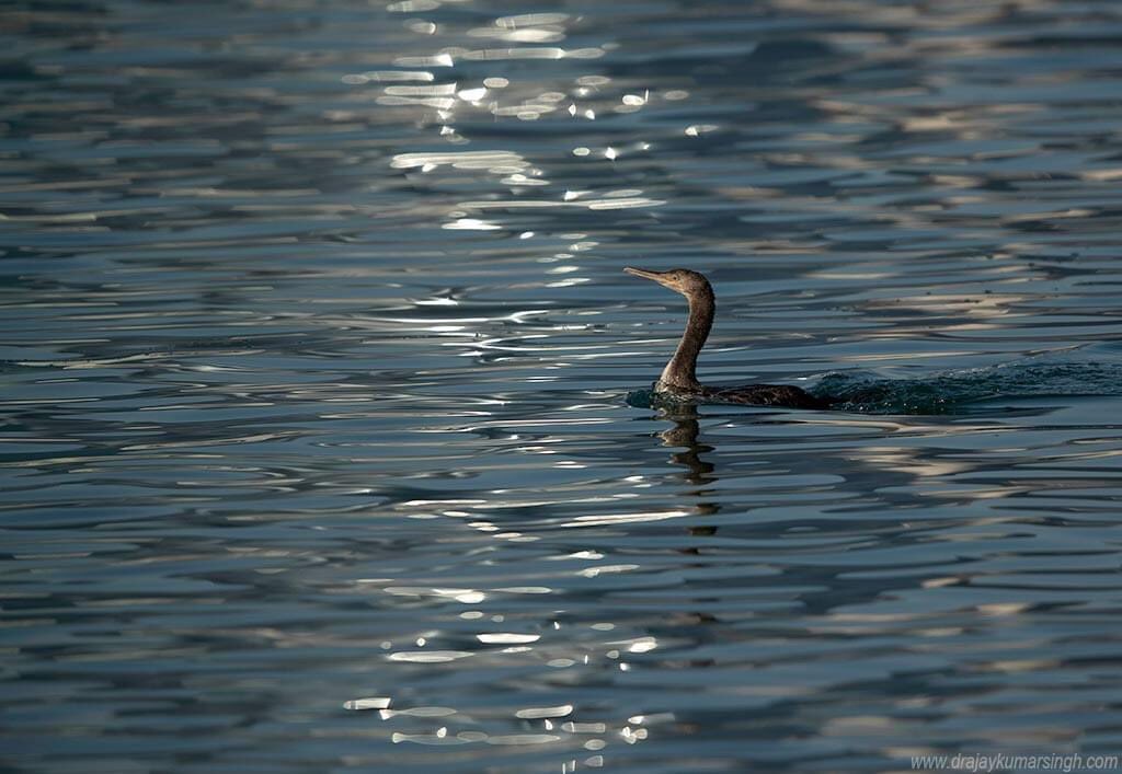 Draksphotos's tweet photo. Socotra Cormorant, Bahrain
#cormorant #May2020 #DramaticReflection #wildlife #Bahrain #SocotraCormorant https://t.co/pI2I57cxQx