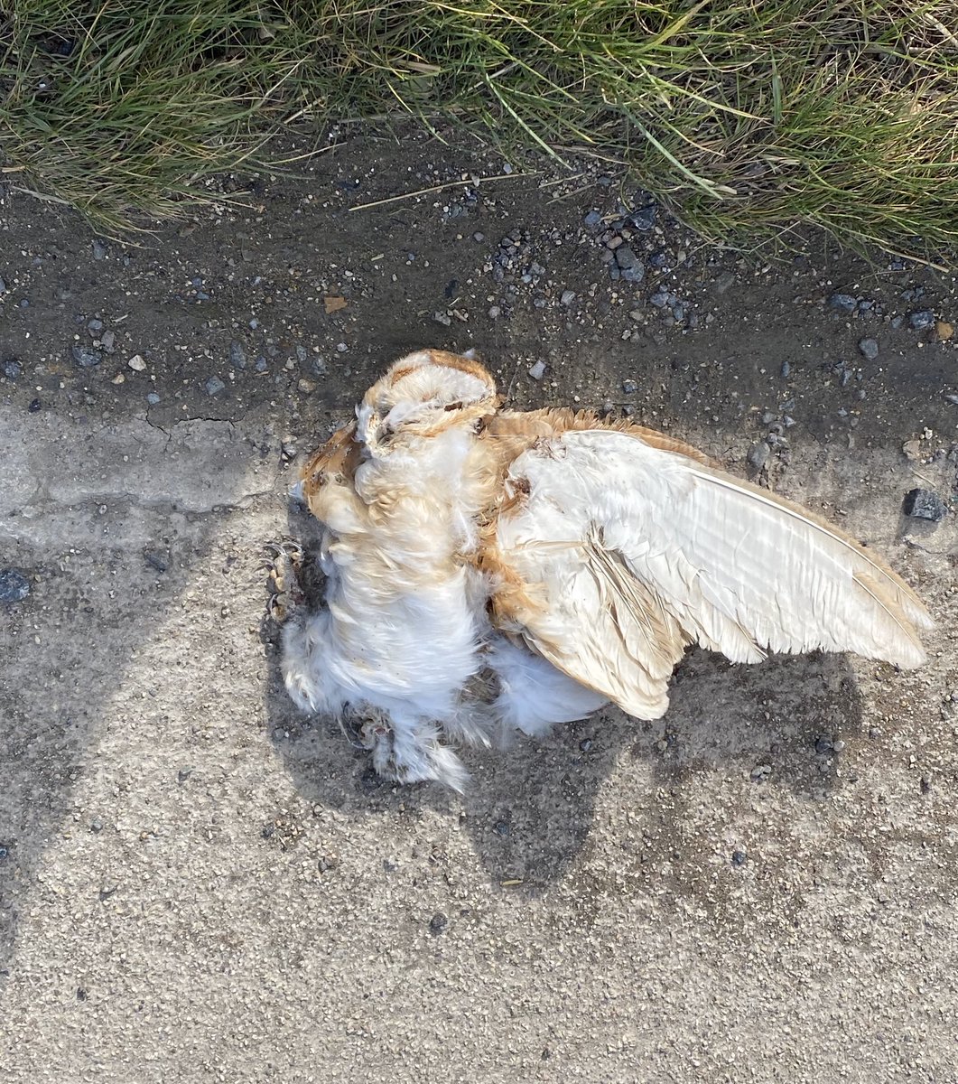 hboson3's tweet photo. If you’ve wondered what eats barn owls, I think it’s mostly cars. Found this poor thing by the roadside and I’m sending it to @PBMSatUKCEH so it can become a data point in their huge study of UK pollution and the lives of raptors. Found a dead bird of prey? Send it in for free. https://t.co/JCrougkVax